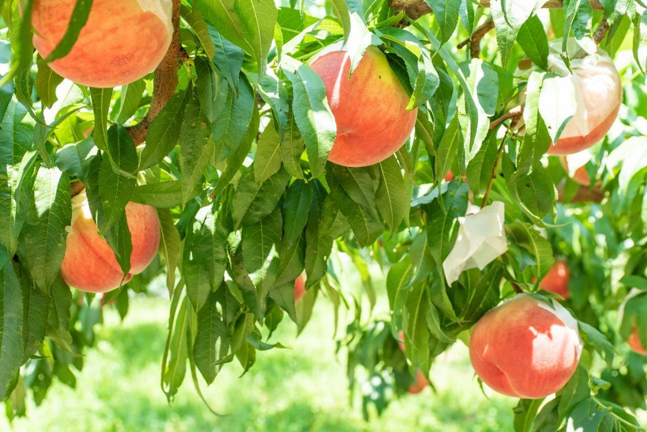 Fruit Park Fujiya Hotel Яманаси Экстерьер фото