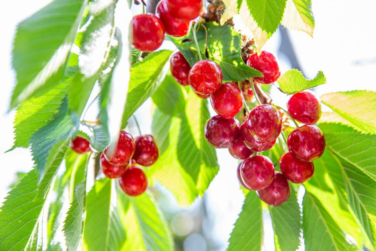Fruit Park Fujiya Hotel Яманаси Экстерьер фото