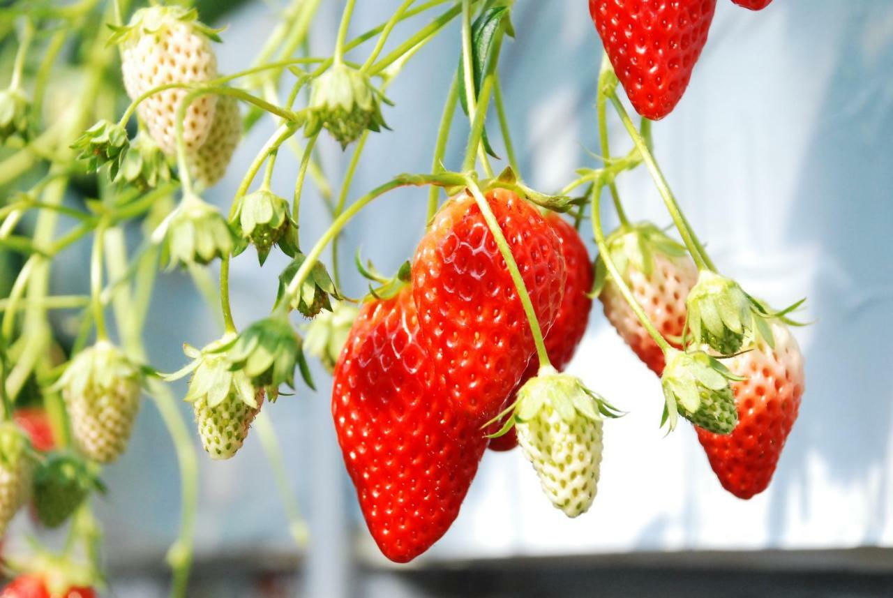 Fruit Park Fujiya Hotel Яманаси Экстерьер фото